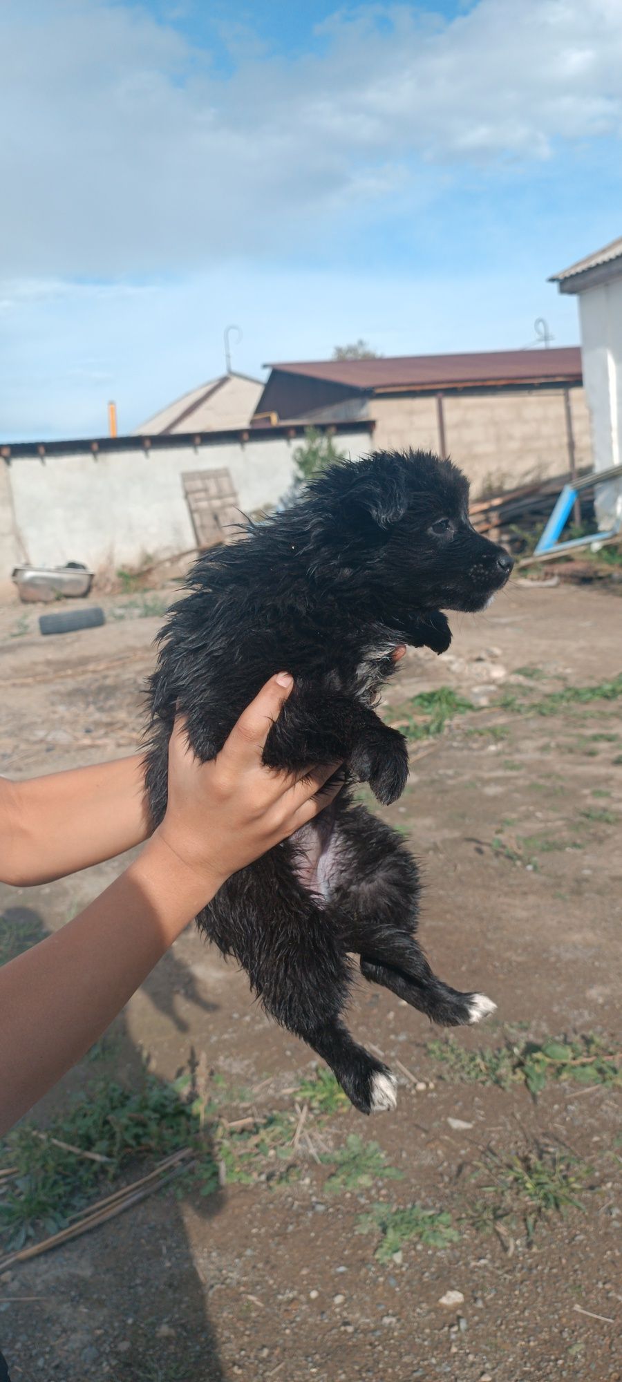 3 Кандек ургашы жаксы
