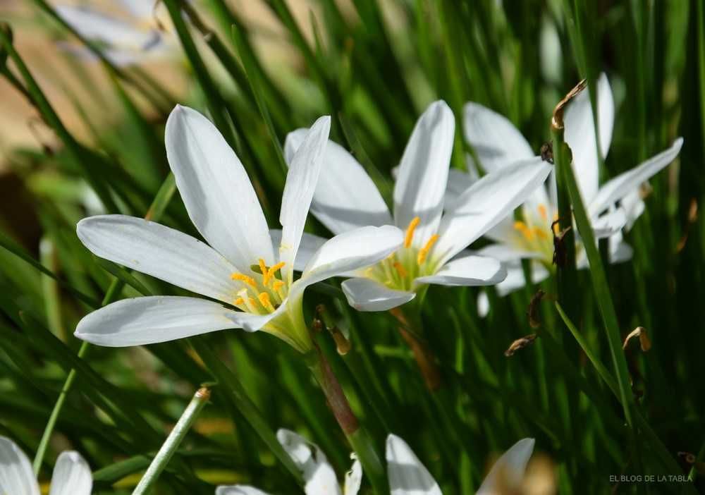 Floarea zefirului Zephyranthes alb, crinisori de balcon sau gradina