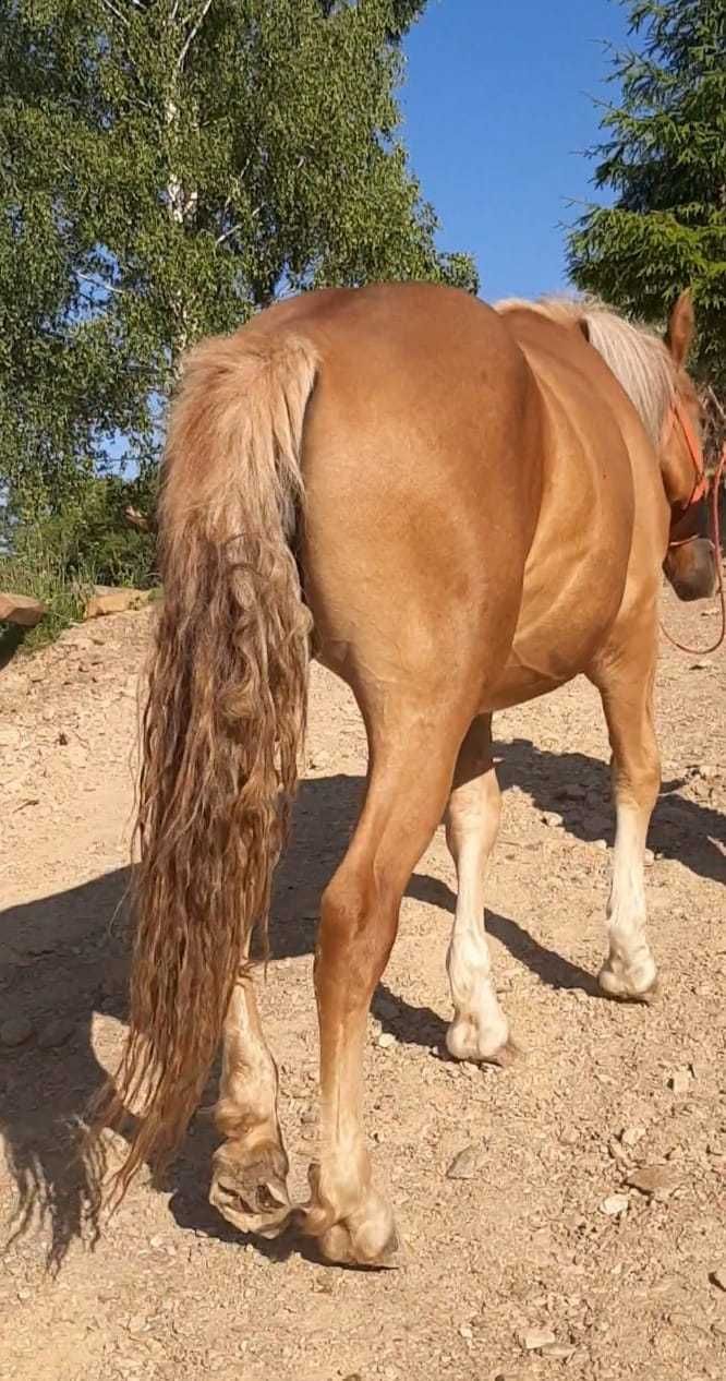 Mânză de vânzare