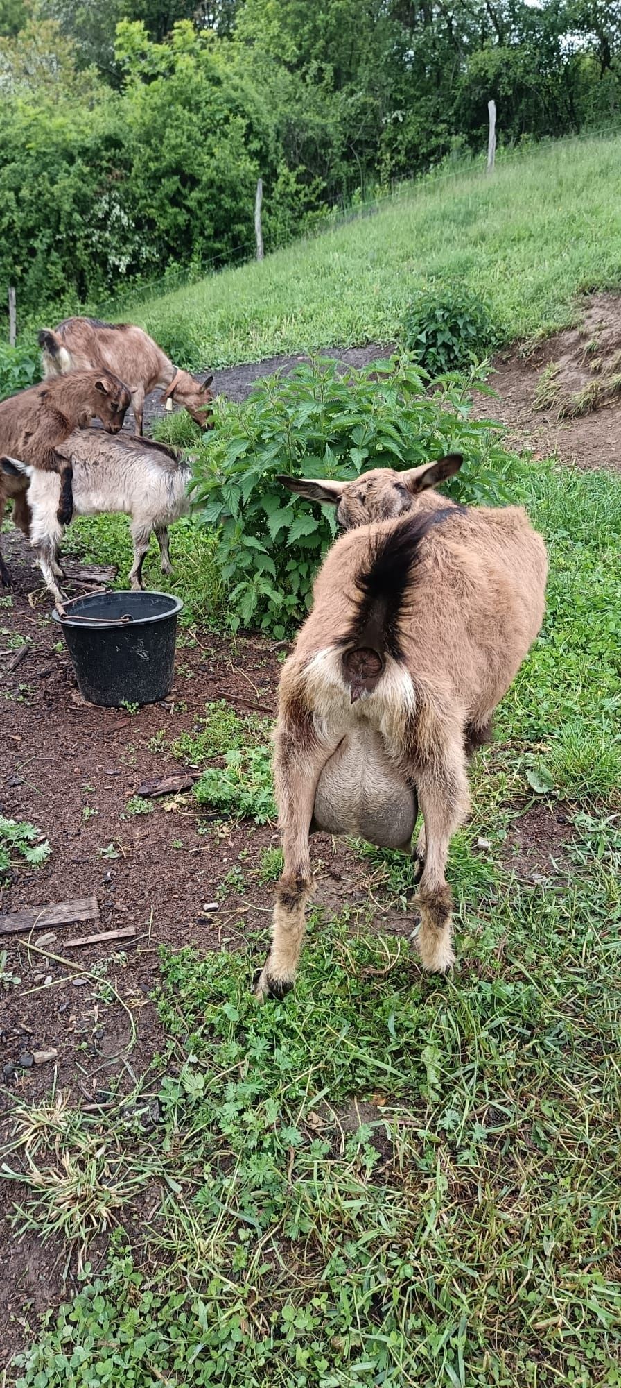 Vând capre bune de lapte