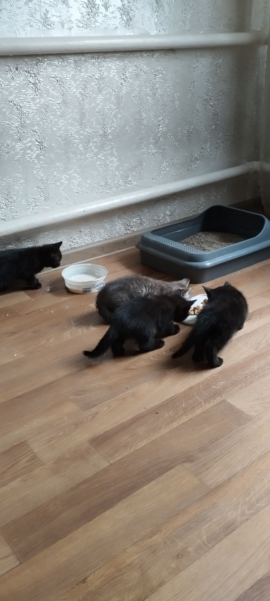 Отдам котят в добрые руки есть доставка