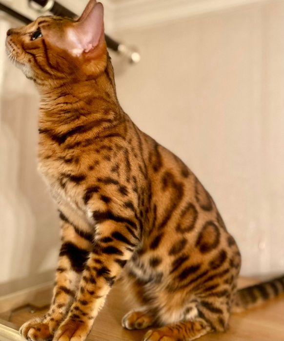 Продаётся Бенгальский кот.