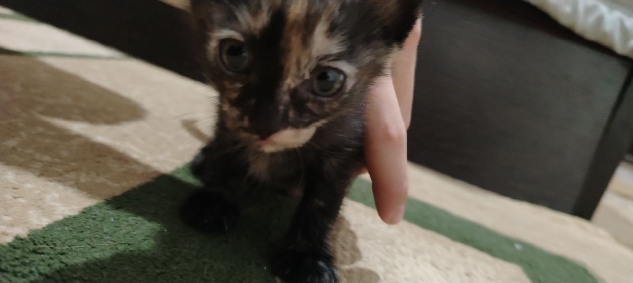 Отдам котят в добрые руки