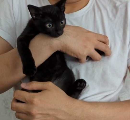 Котята 2,5 мес ищут дом (мальчик и девочка)