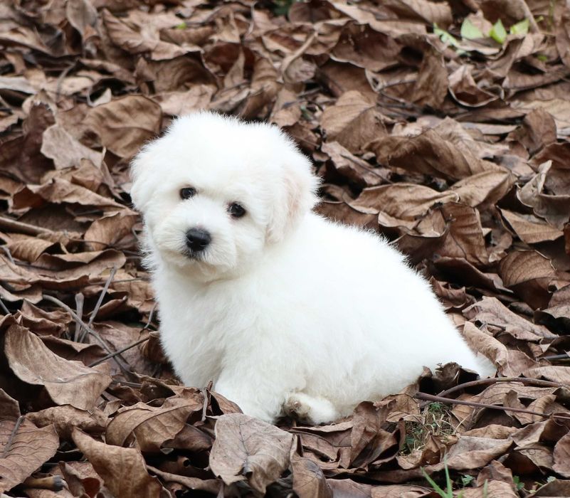 Bichon Frise cu pedigree FCI