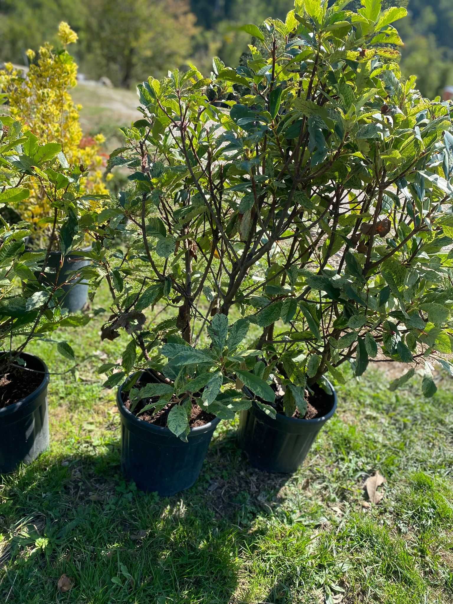 Plante ornamentale mari, perfecte pentru un decor natural deosebit