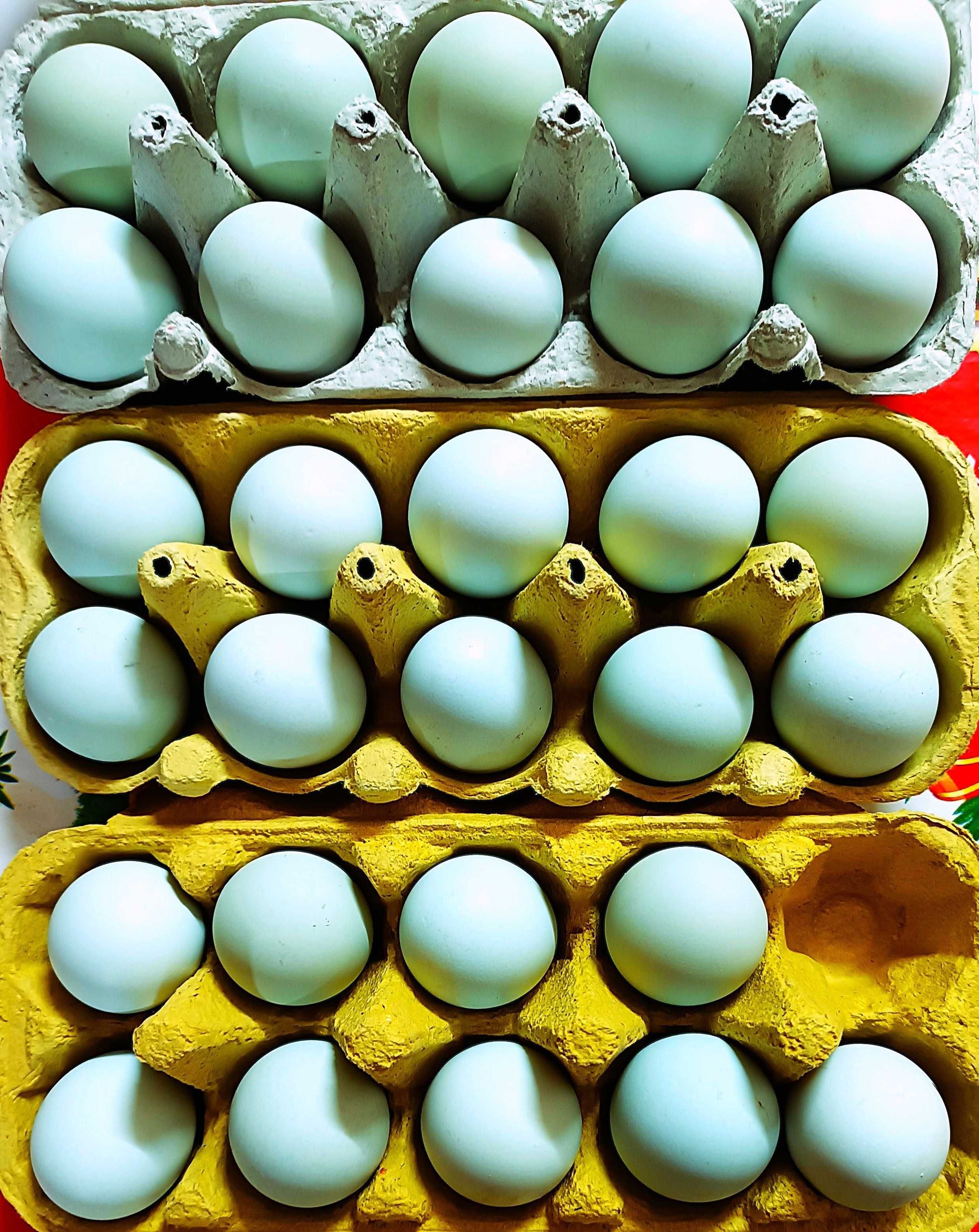 Oua  incubat araucana gat  auriu