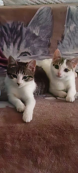 Donez 2 puiuți de pisică