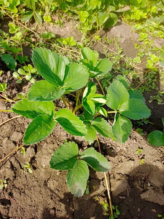 Продам рассаду клубники Лорд,Зенга, Ремонтантная на селекционном