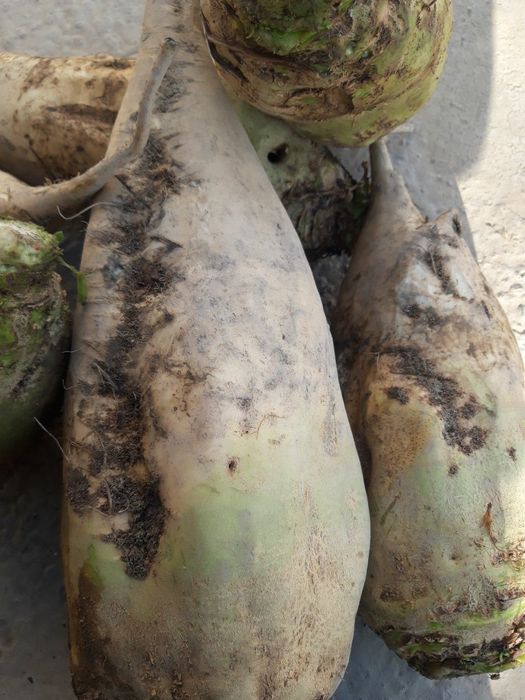 Кормавой лавлаги сотилади