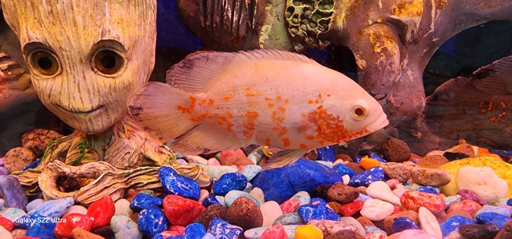 Продаётся Рыба хищники