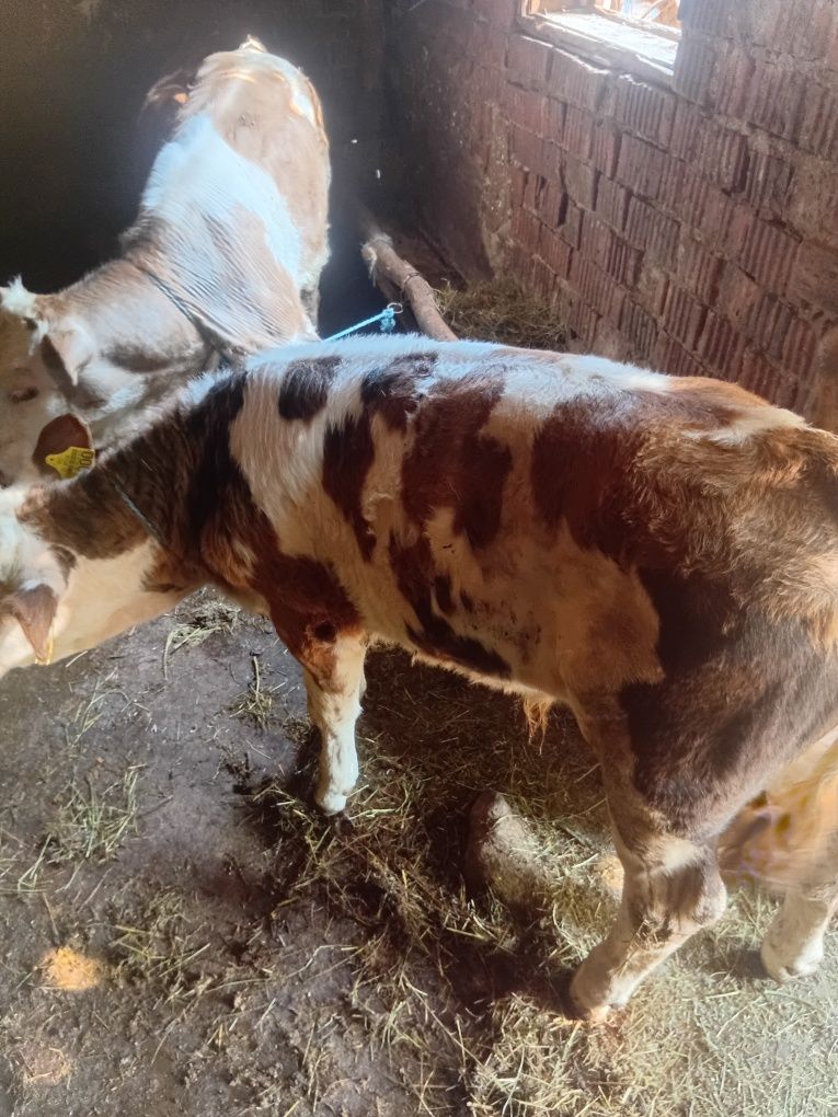Vand 5 vitei si o vaca