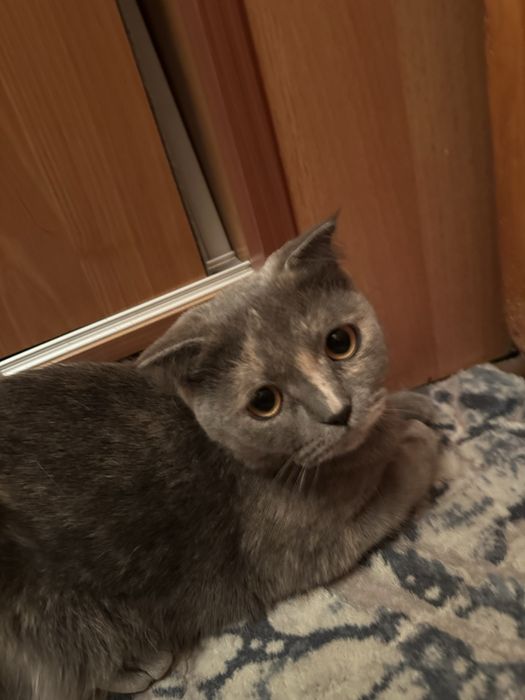 Отдам в хорошие руки!