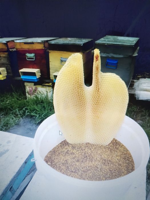 Vand polen crud de primăvară