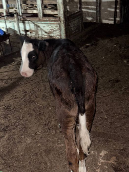 Mol sotiladi gunajin