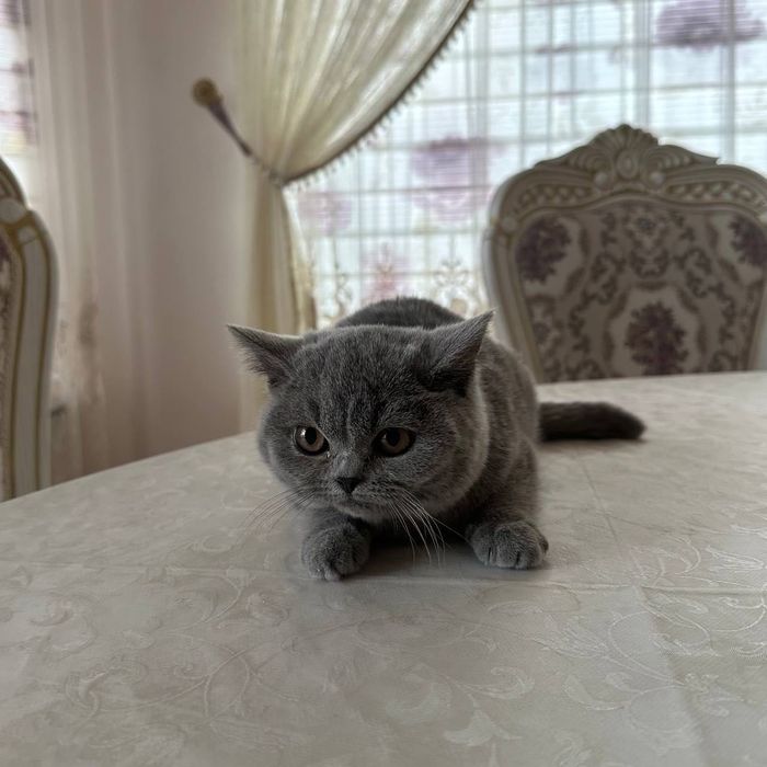 Британские котята