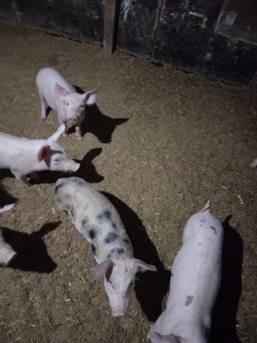 Iepurași de vanzare