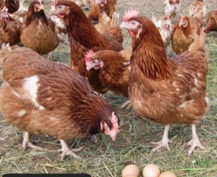Găini roșii ouătoare rasa Issa Brown