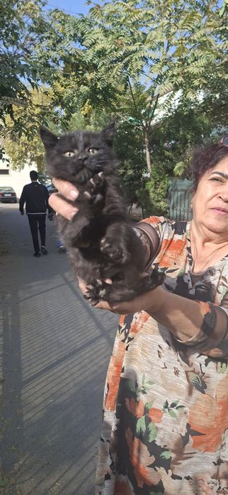 Котенок в добрые ручки