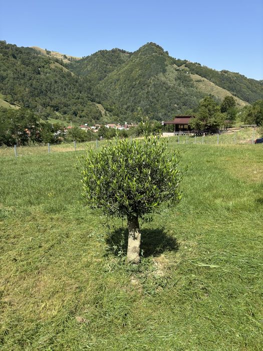 Vand teren intravilan Rau Sadului sau schimb cu apartament in SIBIU