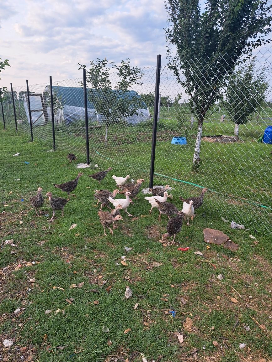 Vînd pui fe curcă