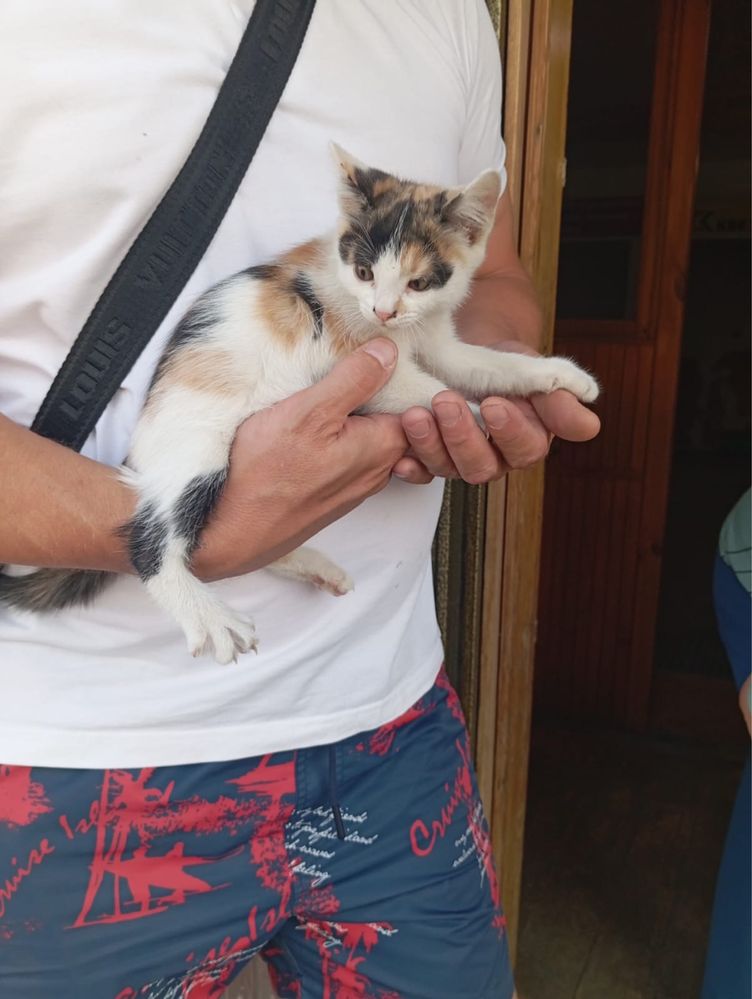 Котыта девочки ищут дом