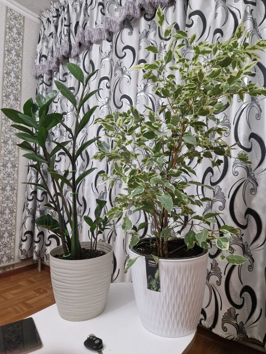 Продам комнатные цветы