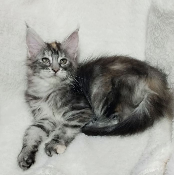 Продаются котята мейн куны