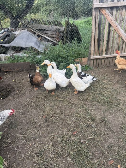 Vand Familie De 4 Rate si 1 Rățoi