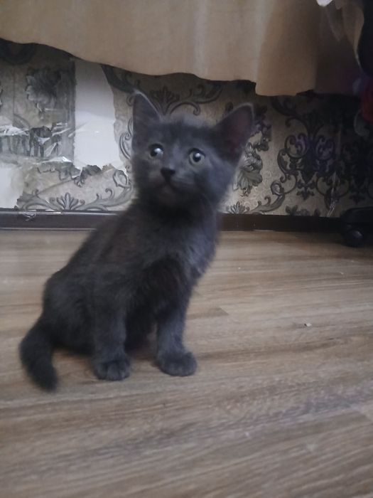 Продаются котята шотландские