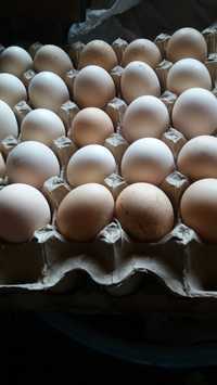 Продам яйцо  на инкубацию