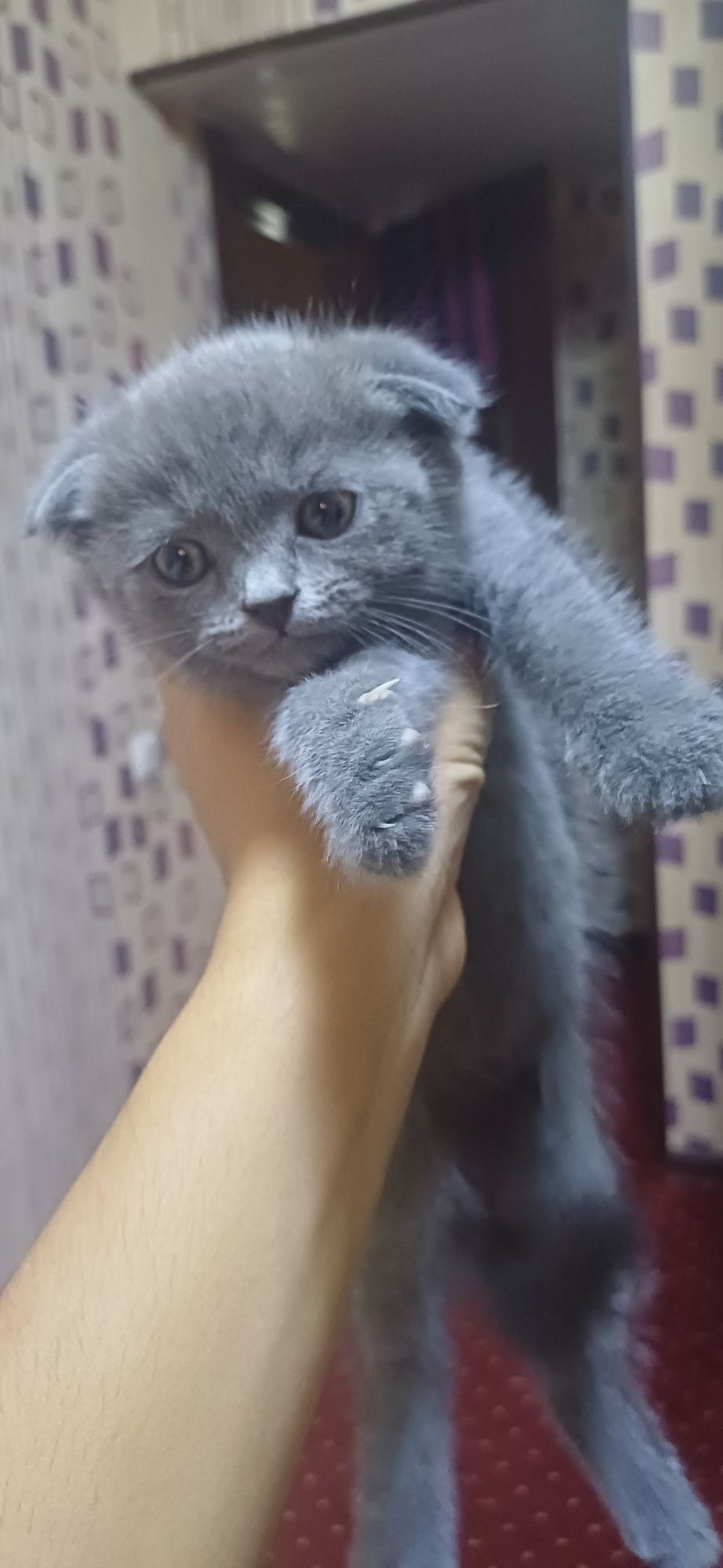 Скотиш фолд 1.5 месяцев