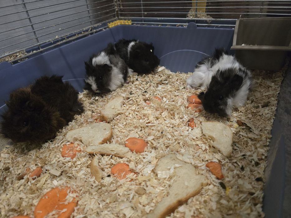 Porcusori de guineea