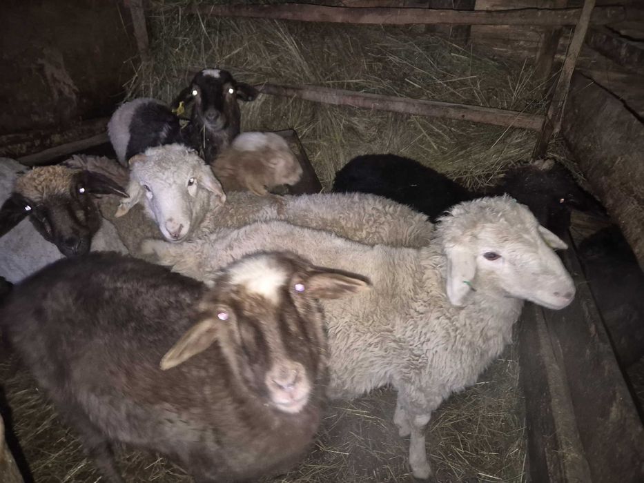 Продам баран с откорма