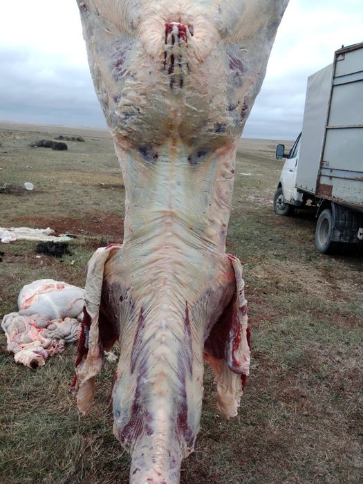 Кара мал еті сатылады сирактап