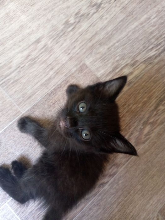 Отдаём котят в добрые руки