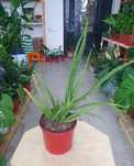 Aloe vera Алоэ вера