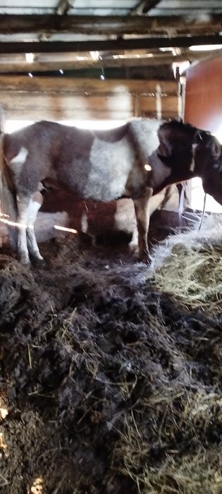 Жеребец 7 лет 750000