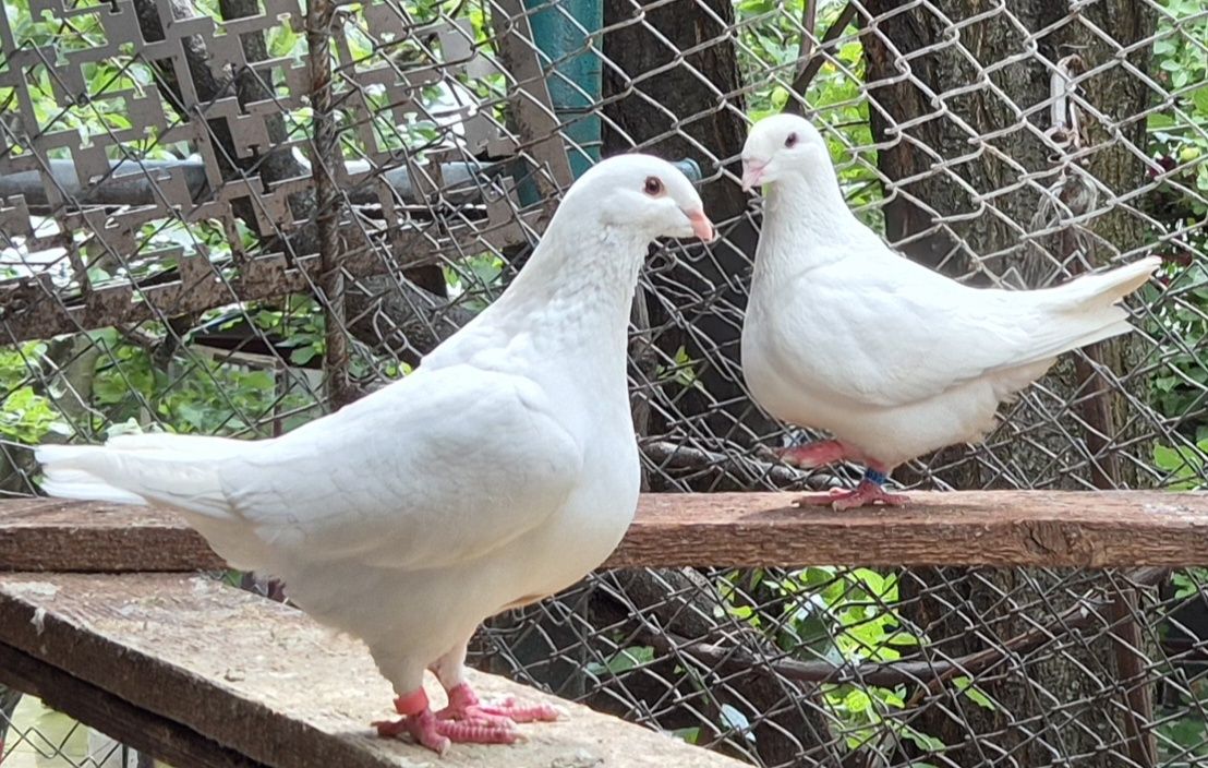 Porumbei americani