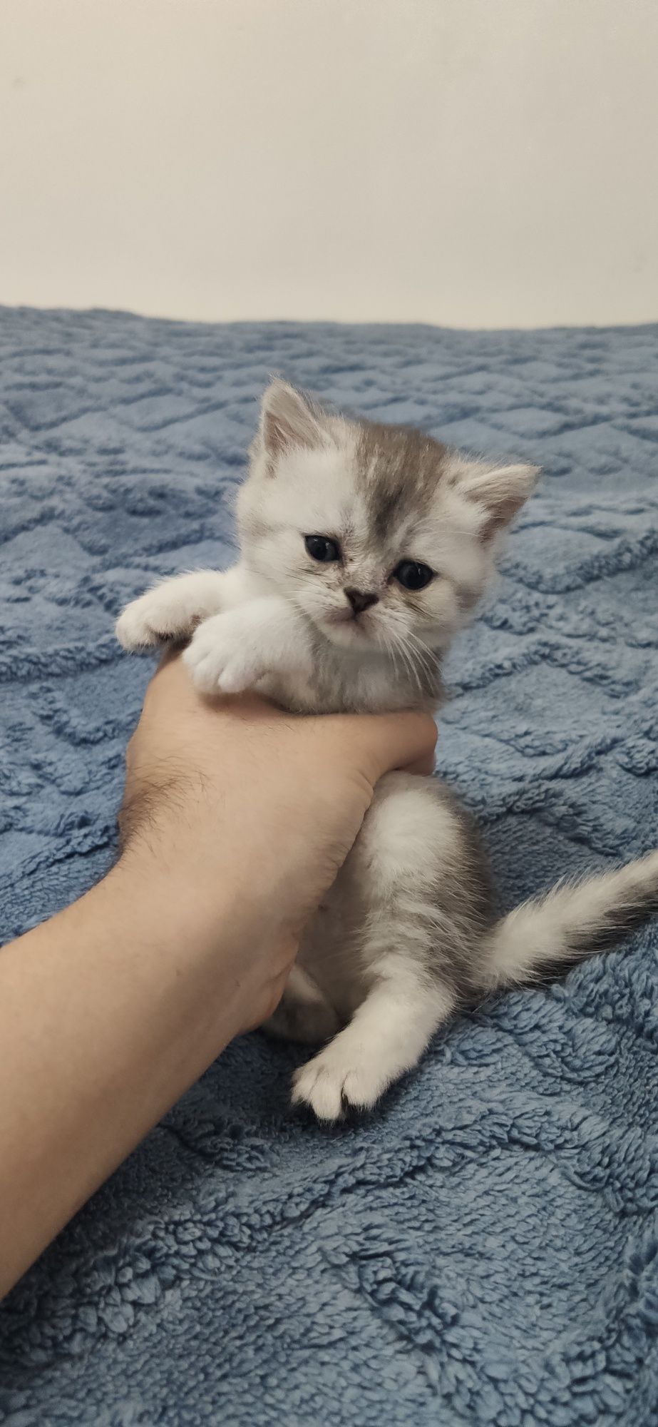 Британский шиншилла 1.5 месяца