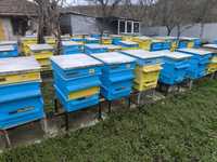 Продавам пчелни семейства в 10 рамкови кошери пчелин 5888-0071