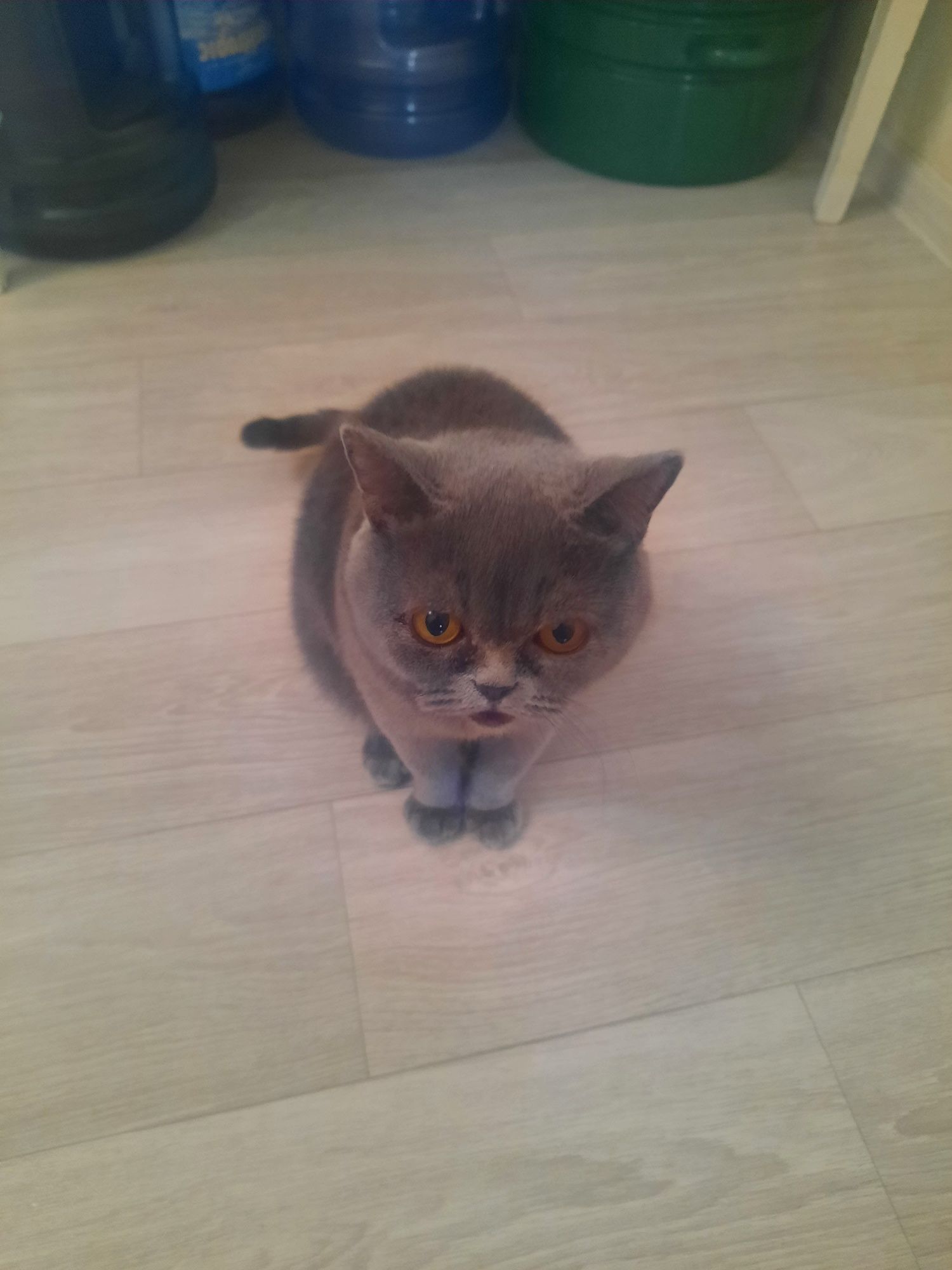 Кошка таза британка