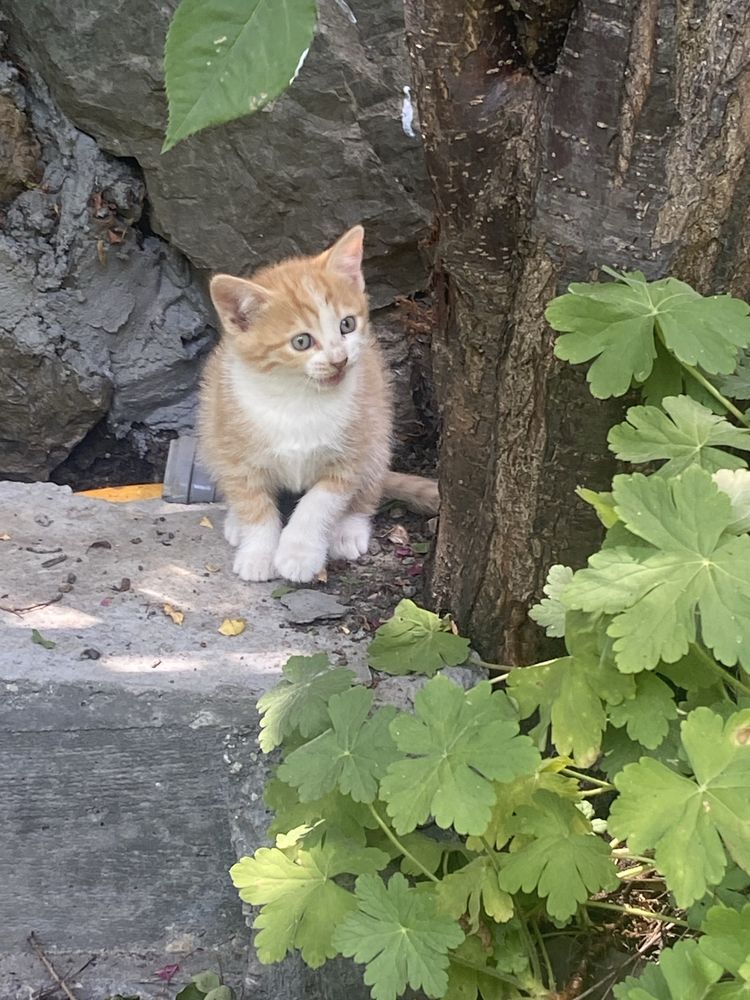 Две женски котета на 3 месеца