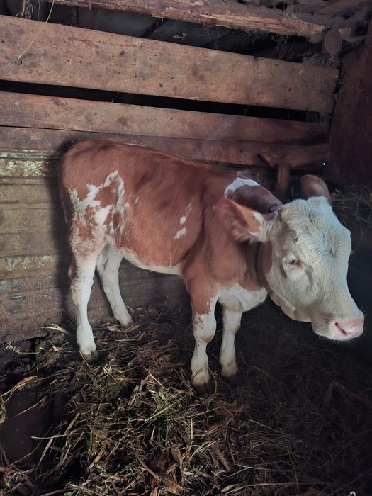 Vitea bălțată românească