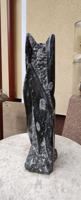 Fosila de cefalopod Orthoceras Maroc