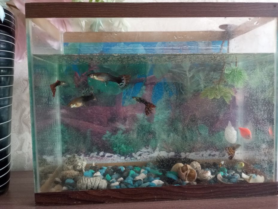 Продам аквариум на 20 литров с рыбками. 10 тыс