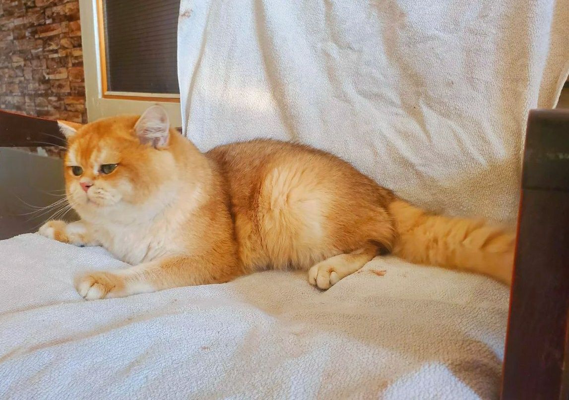 Вязка с шотландским котом ny12 золотая шиншилла