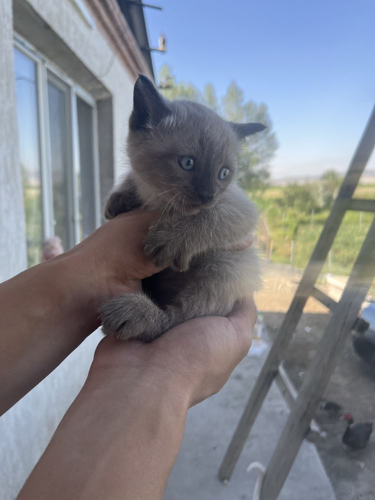 Отдам котят в добрые руки