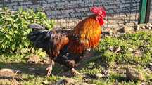 Cocoș Marans negru-aramiu