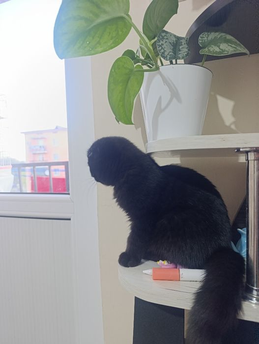 вислоухий кот (котёнок 3 месяца)